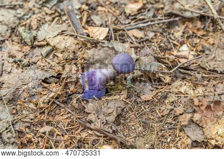Violet Veil Mushroom (cortinarius Violaceus) In A Forest Grows From Leaves, Germany