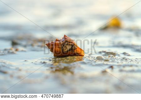 Hermit Crab Or Paguroidea In A Shell On Tropical Beach, Close Up Sea Life.