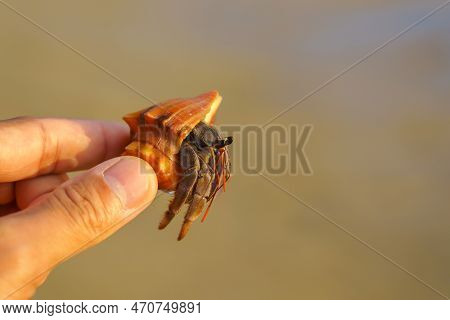 Hermit Crab Or Paguroidea In A Shell On Tropical Beach, Close Up Sea Life
