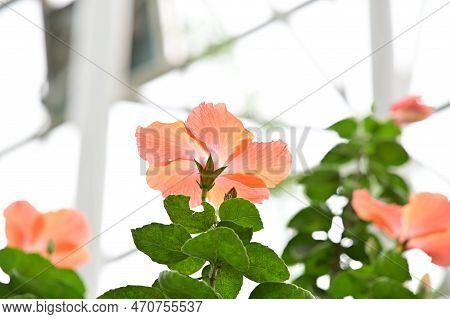 This Is A Picture Of A Beautifully Colored Hibiscus Rosasinensis Blooming