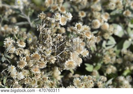 Everlasting Summer Snow Dry Flowers And Seed Heads