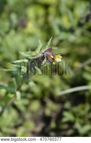 Yellow Nonea Flowers In The Garden In Spring