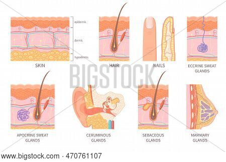 Human Epidermis Layer Structure Cross Section With Hair Follicle Blood Vessels And Glands Isolated I