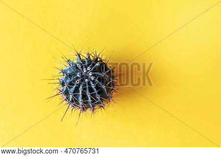 Background From A Cactus On A Yellow Background. Plant Texture With Thorns.
