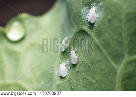 Whitefly Aleyrodes Proletella Agricultural Pest On Cabbage Leaf.