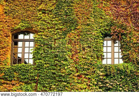 The Window Of The House Is Overgrown With Ivy. Green, Red And Yellow Leaf. Facade Of The Building Wi