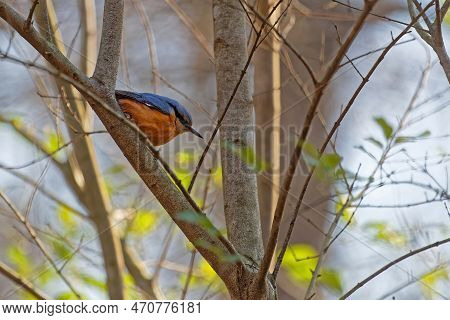 An Eurasian Nuthatch Or Wood Nuthatch On A Tree Of The City Park Of Lyon