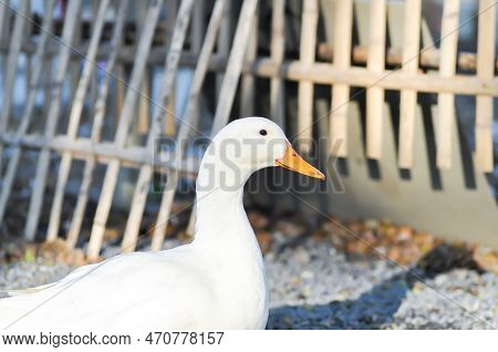 Duck Or Ducks On The Farm , Animal Farm