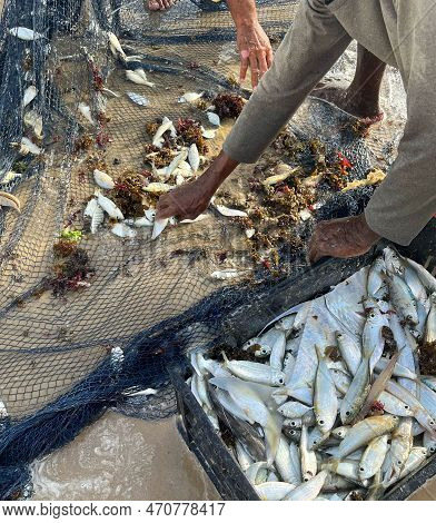 Artisanal Fishing With Poor Fishermen Catching Fish In The Trawl After Fishing. It's A Tropical Beac