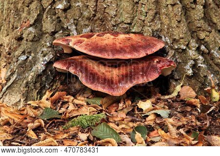 Close-up On A Beefsteak Fungus (fistulina Hepatica) Growing On A Tree Trunk In The Woods.