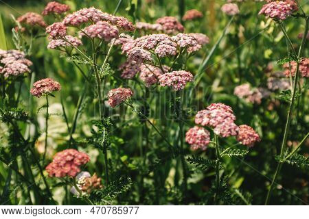 Yarrow Flowers On Summer Meadow, Selective Focus. Bloom Pink Yarrow For Publication, Design, Poster,