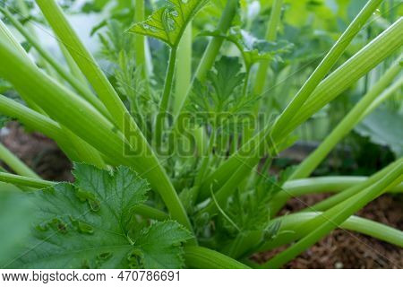Zuchini Bush With Green Leaves, Close-up. Vegetable Background From Vegetable Marrow Plant For Publi
