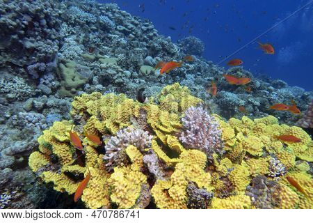 Colorful Coral Reef At The Bottom Of Tropical Sea, Yellow Salad Coral (turbinaria Mesenterina) And F