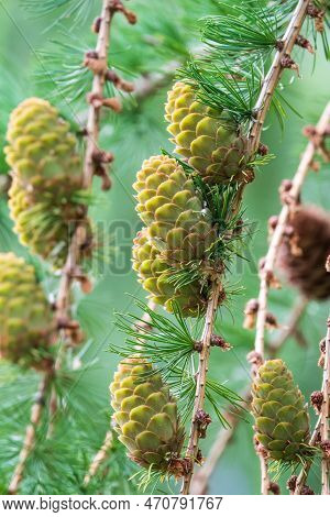 Larch Branches With Cones On Green Leaves Background. Natural Backcground