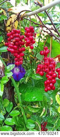 Red Fruits Of Schisandra Growing On Branch In Row. Clusters Of Ripe Schizandra. Crop Of Useful Plant