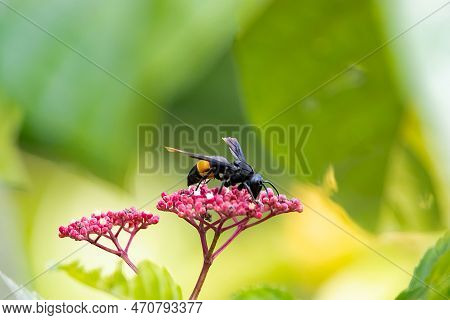 A Greater Banded Hornet, Vespa Tropica, On A Flower.
