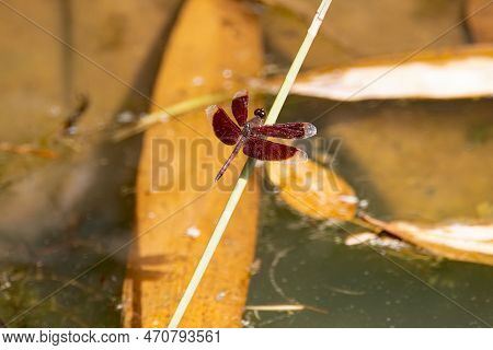 Common Parasol Dragonfly, Neurothemis Fluctuans