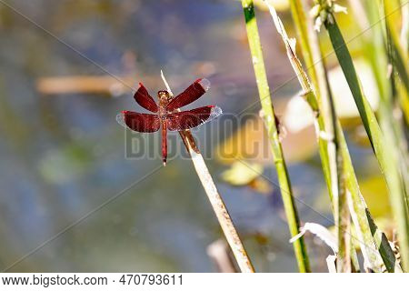 Common Parasol Dragonfly, Neurothemis Fluctuans