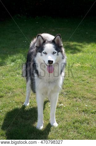 Young Dog Energetic Siberian Husky On A Walk, The Pet Often Breathes