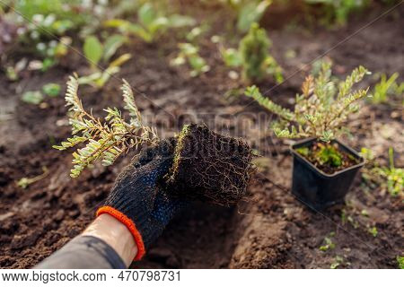 Planting Lonicera Pileata Into Soil. Gardener Puts Small Seedling In Hole In Garden. Transplanting F
