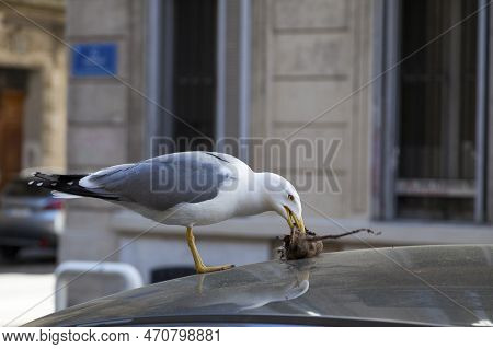 Yellow-legged Gull Eating The Corpse Of A Rat On The Roof Of A Car In Marseille.