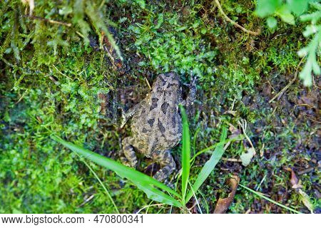 The Mascarene Grass Frog Or Mascarene Ridged Frog (ptychadena Mascareniensis) Is A Species Of Frog I