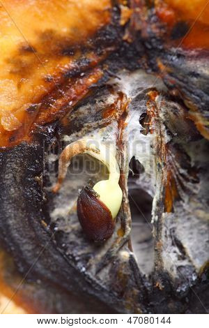 Closeup çürük elma yarım. Yemek atıkları.
