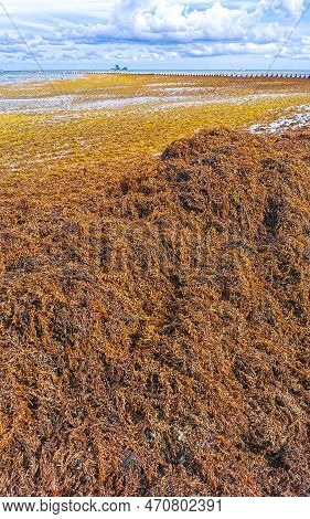 Beautiful Caribbean Beach Totally Filthy Dirty Nasty Seaweed Problem Mexico.