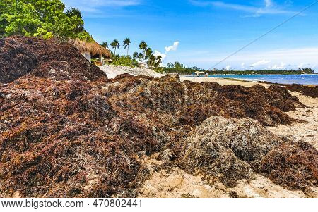 Beautiful Caribbean Beach Totally Filthy Dirty Nasty Seaweed Problem Mexico.