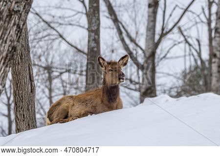 A Female Northamerican Elk In A Forest In Ontario, Canada At A Cold Day In Winter.