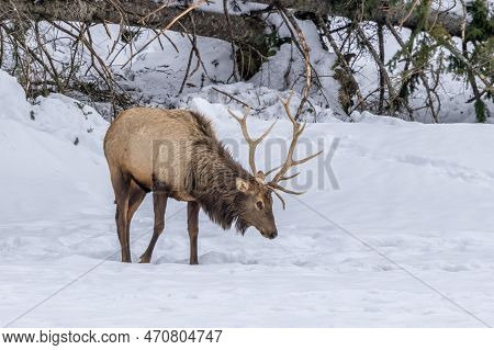 A Northamerican Elk Walking Through A Forest In Ontario, Canada At A Cold Day In Winter.