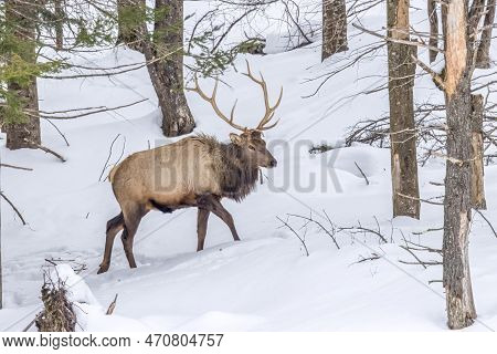A Northamerican Elk Walking Through A Forest In Ontario, Canada At A Cold Day In Winter.
