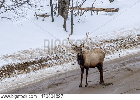 A Northamerican Elk Standing On The Road In Ontario, Canada At A Cold Day In Winter.