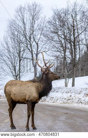 A Northamerican Elk Standing On The Road In Ontario, Canada At A Cold Day In Winter.
