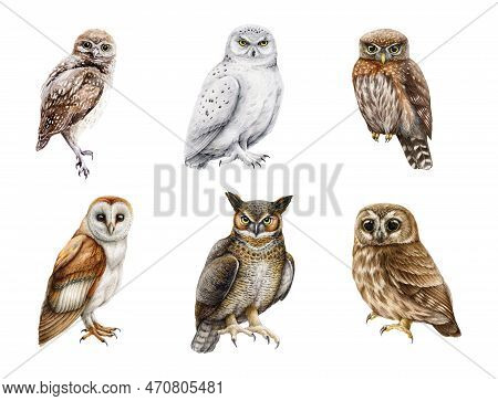Owl Watercolor Illustration Set. Various Types Of Owls Collection. Hand Drawn Barn Owl, Snowy, Burro