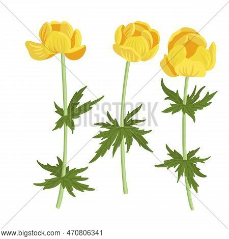 Globeflower, Field Flowers, Vector Drawing Wild Plants At White Background, Floral Elements, Hand Dr