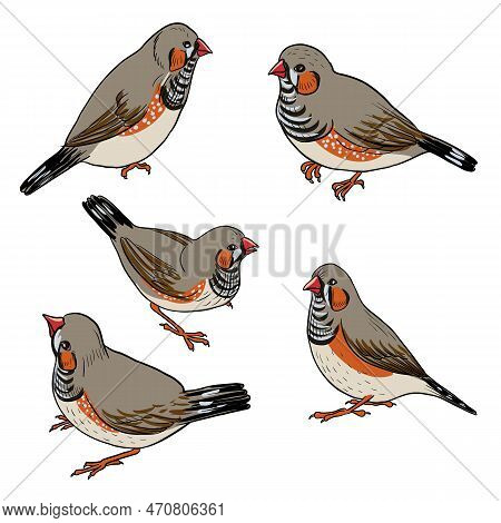 Vector Drawing Bird, Sunda Zebra Finch, Hand Drawn Songbird, Isolated Nature Design Element