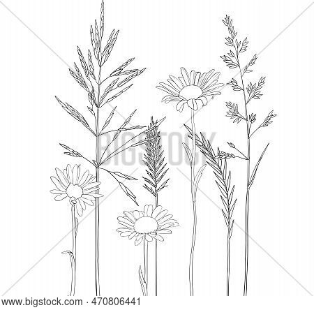 Vector Drawing Grass Plants And Daisies, Line Drawing Floral Elements, Hand Drawn Illustration