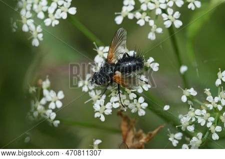 Detailed Natural Closeup On A Dark, Spiky Tachnid Fly, Zophomyia Temula Sitting On A White Flower