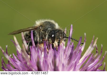 Natural Closeup Of A Male Willughby's Leaf-cutter Bee , Megachile Willughbiella, On A Purple Flower 
