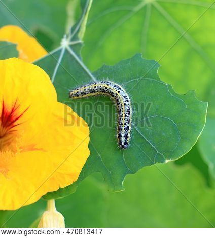 Caterpillar Pieris Brassicae On Garden Nasturtium, Tropaeolum Majus. Caterpillar Of White Butterfly 