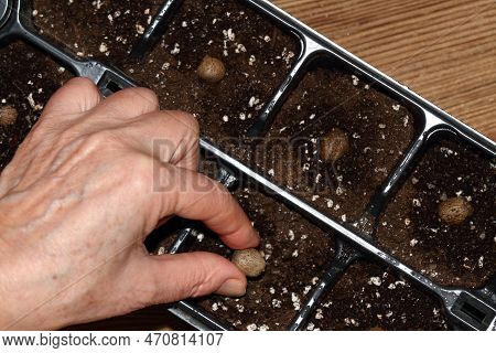 Gardener Planting Bulbils Of Chinese Yam, Lat. Dioscorea Opposita  In Reusable Plastic Tray On  Wood