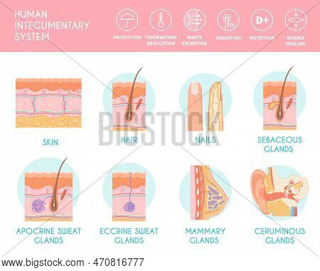 Human Integumentary System Infographics Depicting Cross Section Of Human Skin With Hair Follicle Blo