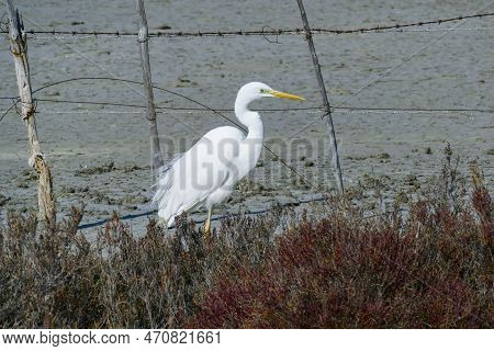 White Stork In A Field With Fence In Background