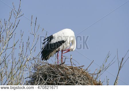 Stork Breeding In His Nest Under Blue Sky