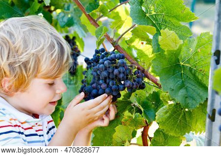 Smiling Happy Blond Kid Boy Picking Ripe Blue Grapes On Grapevine. Child Helping With Harvest. Amous