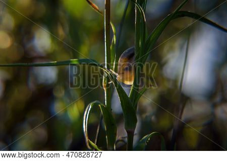 Snail - Small Animal On Meadow Plants