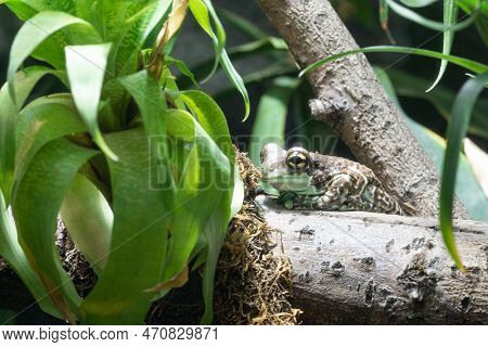 Close-up Image Of Amazon Milk Frog (trachycephalus Resinifictrix)