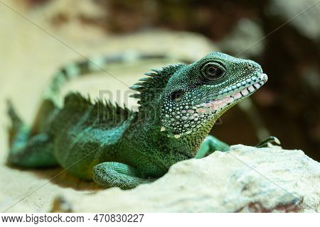 Close Up Image Of Asian Water Dragon (physignathus Cocincinus)
