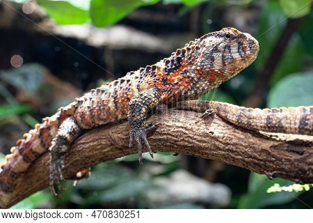 Close Up Image Of Chinese Crocodile Lizard (shinisaurus Crocodilurus)